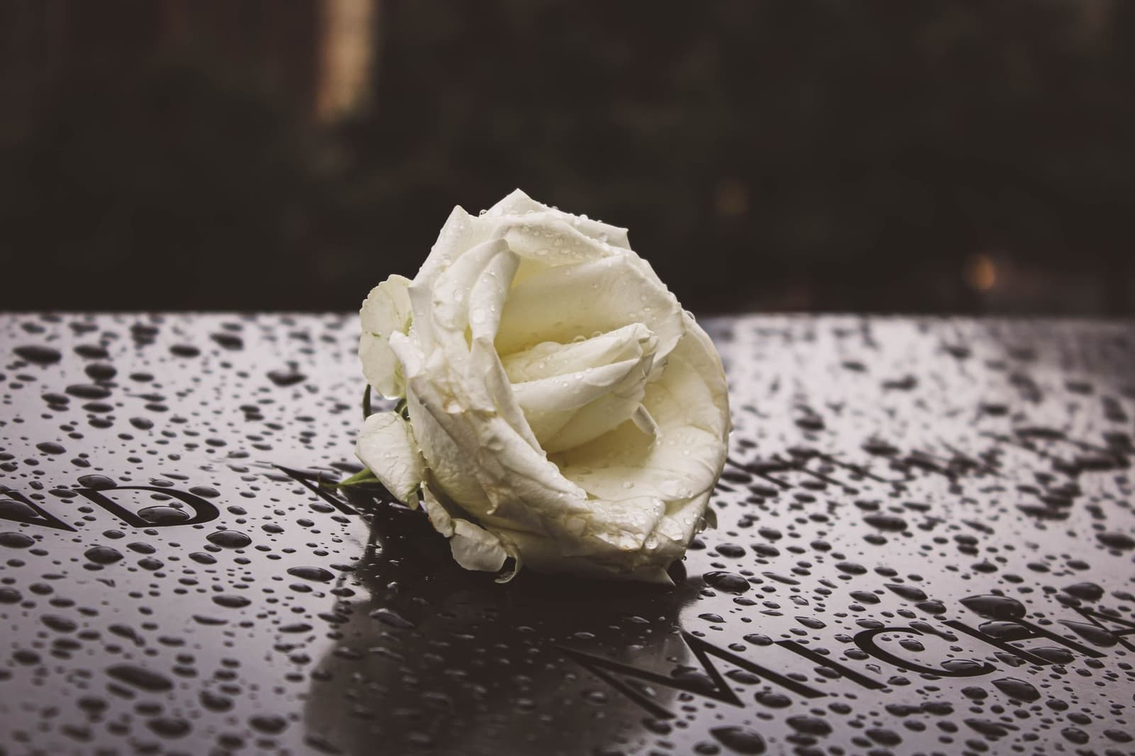 Primer plano de una rosa blanca con gotas de lluvia sobre una lápida.